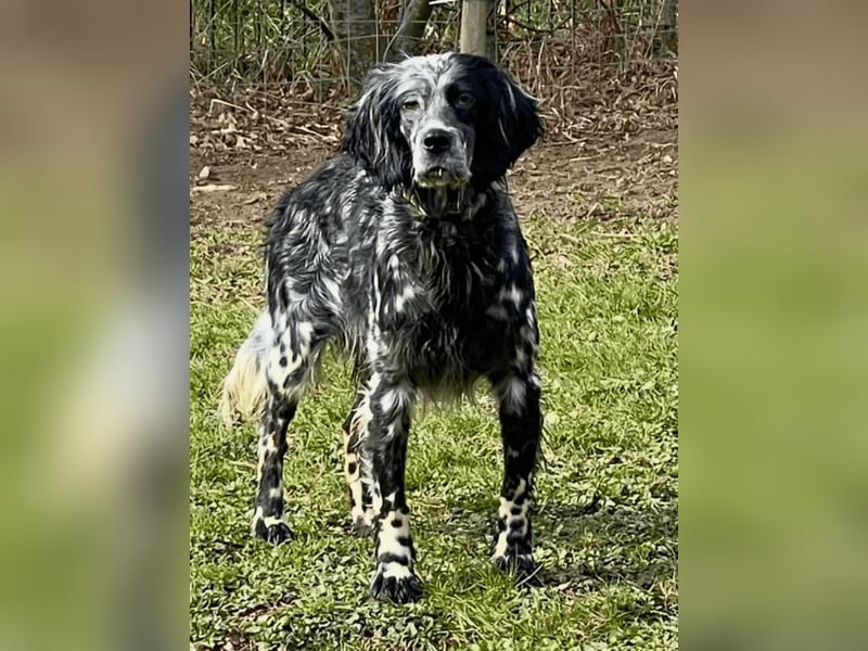 Helvetia - Zuhause dringend gesucht - Angst beginnt im Kopf ? Mut auch!