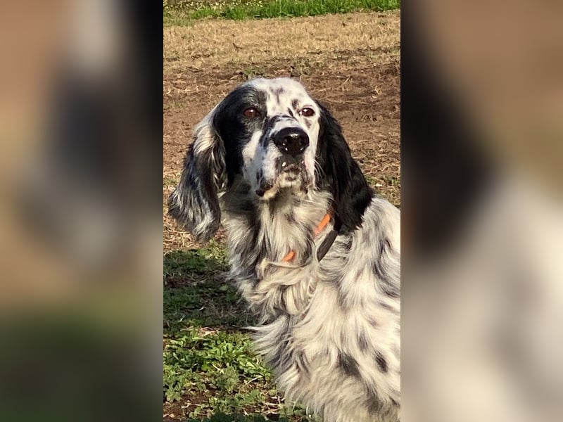 Flik - (Dringend Pflegestelle oder Zuhause gesucht) träumt von mehr!