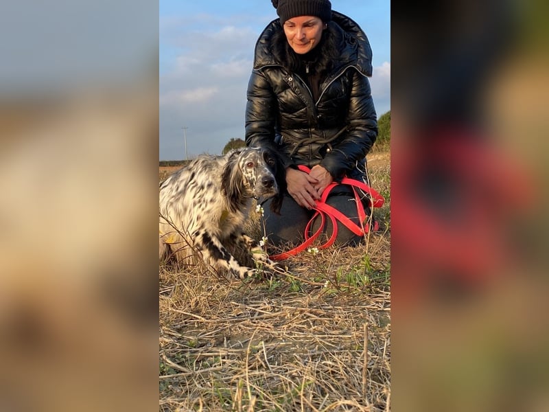 Boris - zu schade zum Jagen