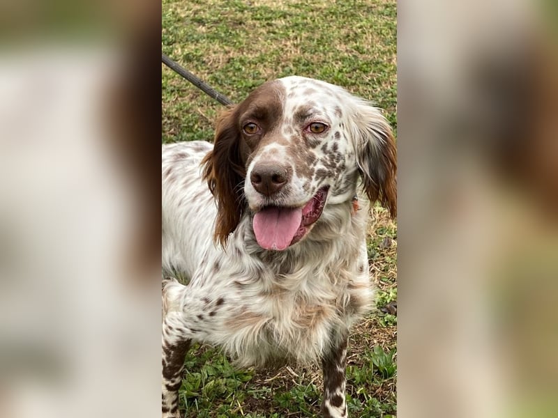 Belladonna - Setter-Schönheit mit ganz viel Herz