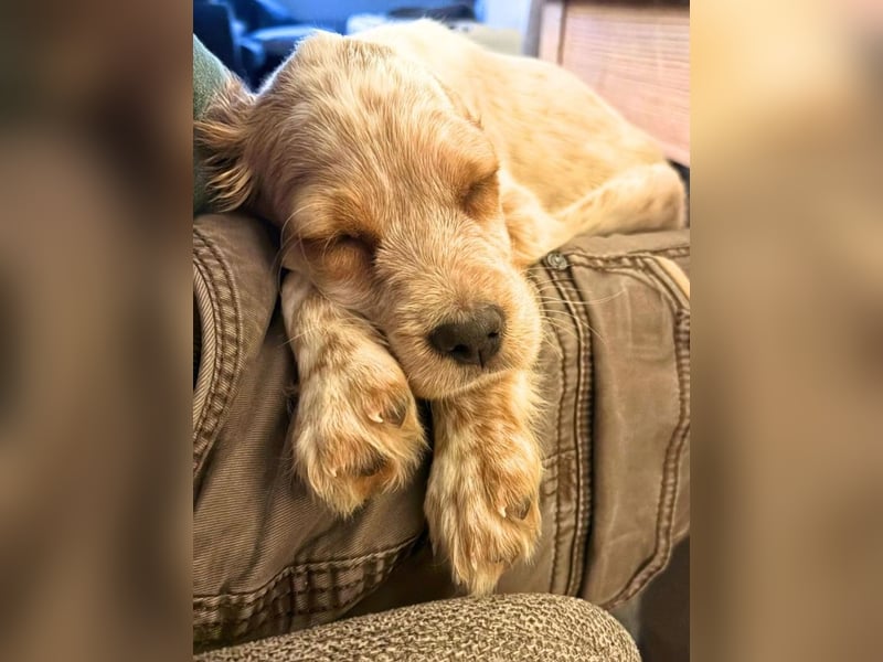 Matti -SOS -  Das Einohrhäschen und sein Schutzengel