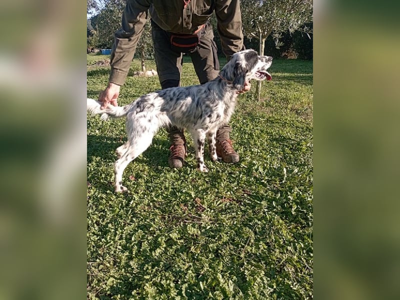 Flik - (Dringend Pflegestelle oder Zuhause gesucht) träumt von mehr!