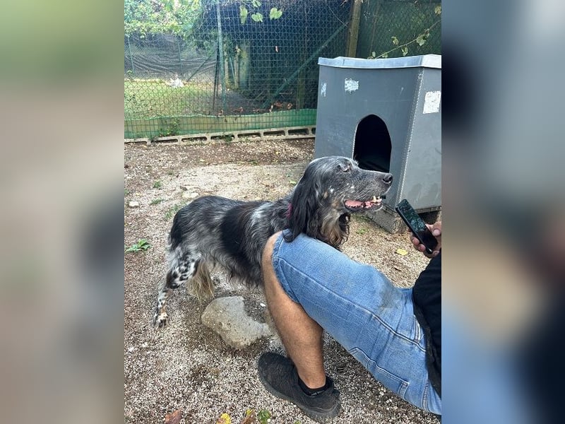 Gloria - Herzenshund sucht Sofa und Streichel-Abo