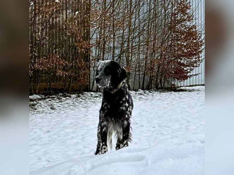 Helvetia - Zuhause dringend gesucht - Angst beginnt im Kopf ? Mut auch!
