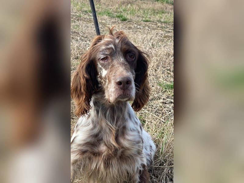 Rosy - Schönheit, die geblieben ist