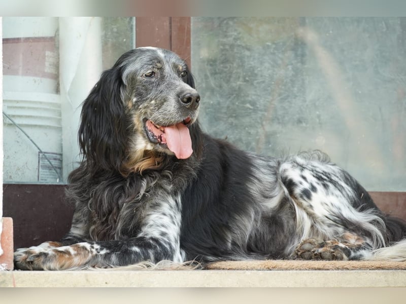 Gloria - Herzenshund sucht Sofa und Streichel-Abo