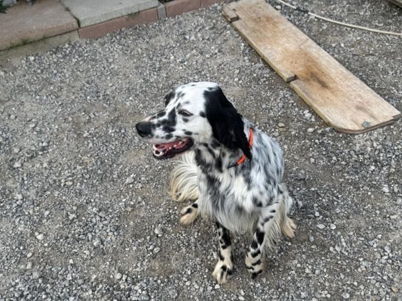 Flik - „A star is born!“