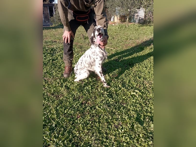 Flik - (Dringend Pflegestelle oder Zuhause gesucht) träumt von mehr!