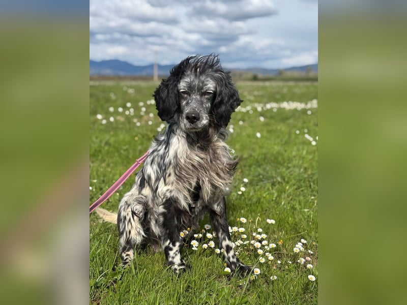 Elettra - Das Leuchten für immer