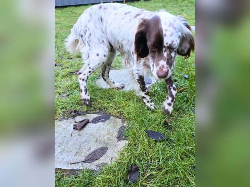 Belladonna - Italienische Prinzessin sucht ihr großes Glück