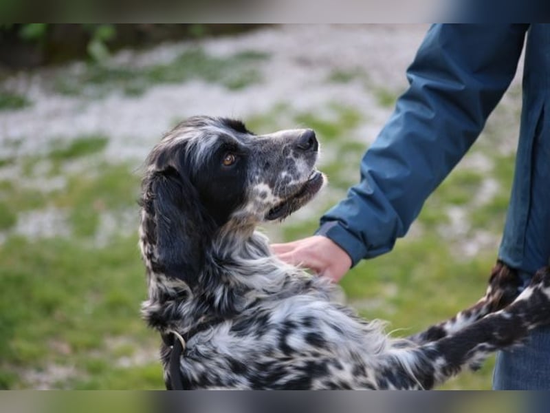 Kira - Darf ich jetzt einfach Hund sein?