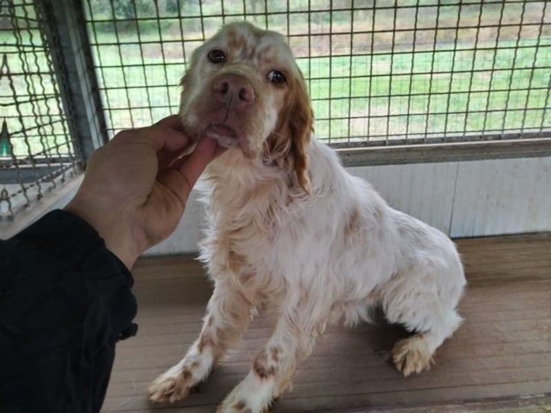 Beto - Eine alte Geschichte, ein neues Kapitel