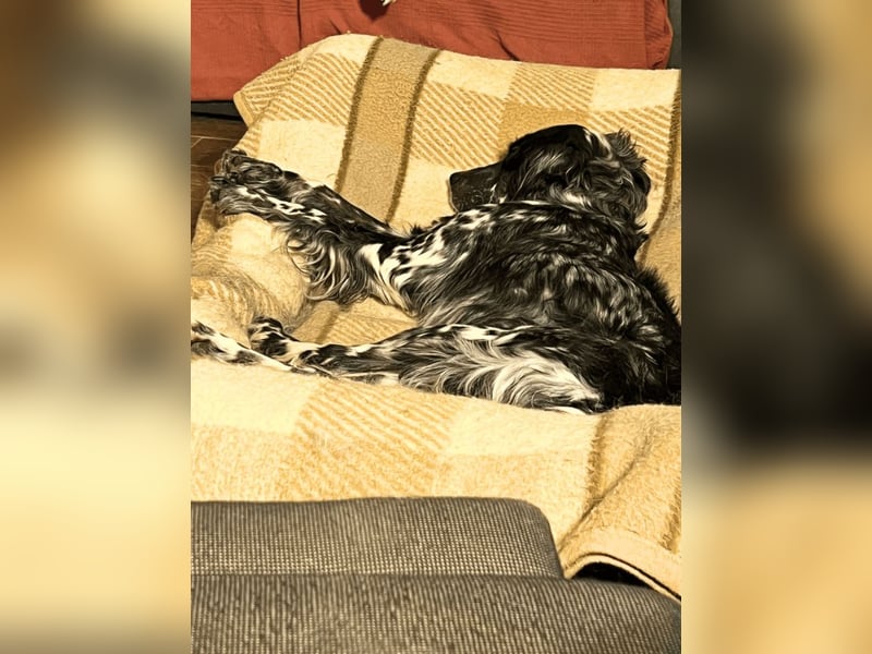 Helvetia - Zuhause dringend gesucht - Angst beginnt im Kopf ? Mut auch!