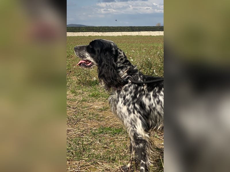 Kira - Darf ich jetzt einfach Hund sein?