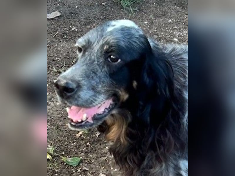 Gloria - Herzenshund sucht Sofa und Streichel-Abo