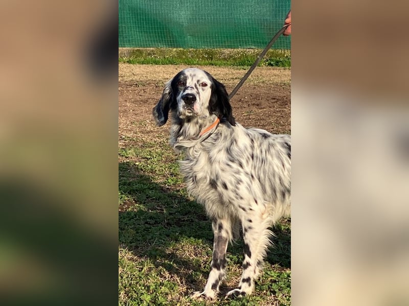 Flik - „A star is born!“