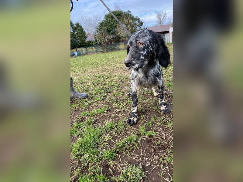 Viola - (Dringend Zuhause oder Pflegestelle gesucht) wo bleibt denn nun der Frühling?