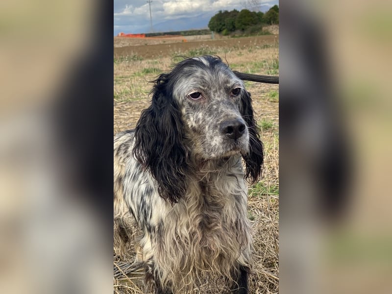 Elettra - Das Leuchten für immer