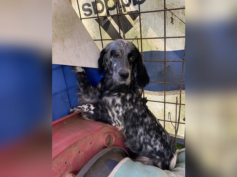 Helvetia - Zuhause dringend gesucht - Angst beginnt im Kopf ? Mut auch!