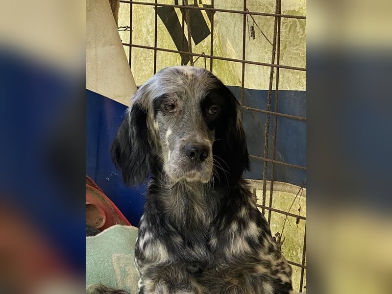 Helvetia - Zuhause dringend gesucht - Angst beginnt im Kopf ? Mut auch!