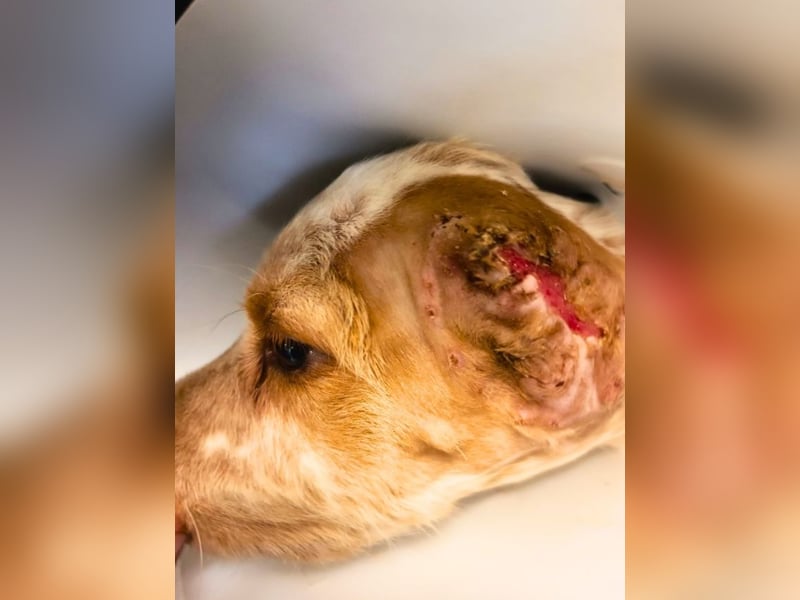 Matti -SOS -  Das Einohrhäschen und sein Schutzengel