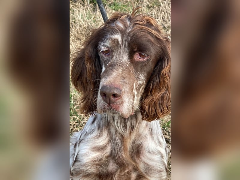 Rosy - Schönheit, die geblieben ist