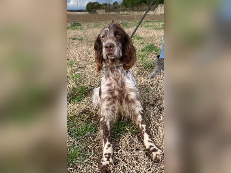 Rosy - Schönheit, die geblieben ist