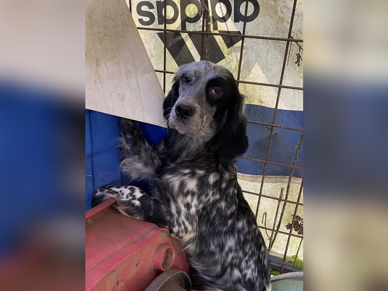 Helvetia - Zuhause dringend gesucht - Angst beginnt im Kopf ? Mut auch!