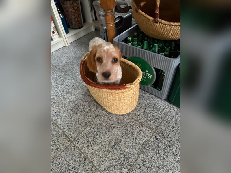 Matti -SOS -  Das Einohrhäschen und sein Schutzengel