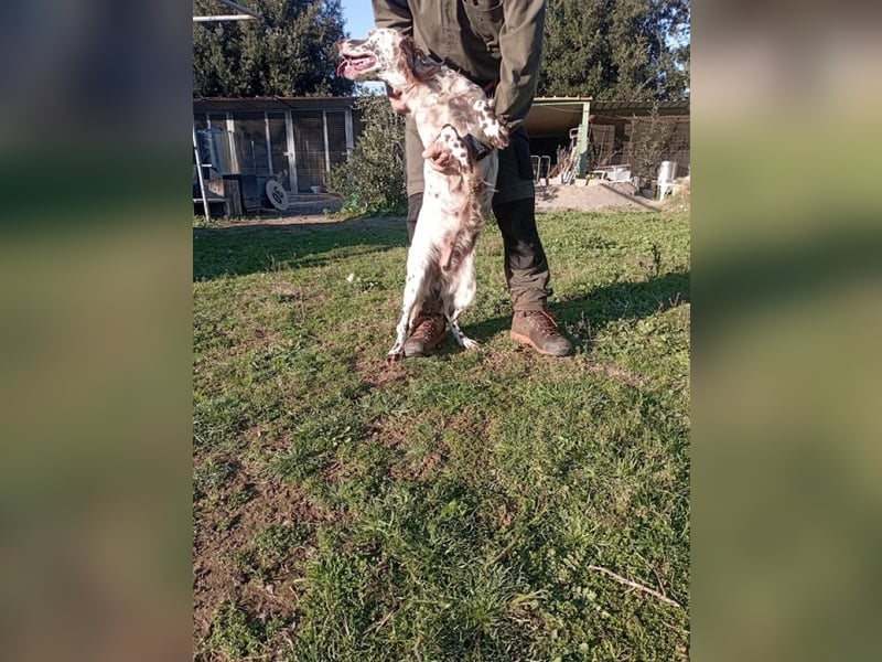 Belladonna - Italienische Prinzessin sucht ihr großes Glück