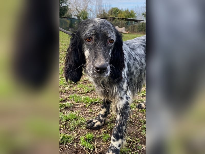 Viola - wo bleibt denn nun der Frühling?