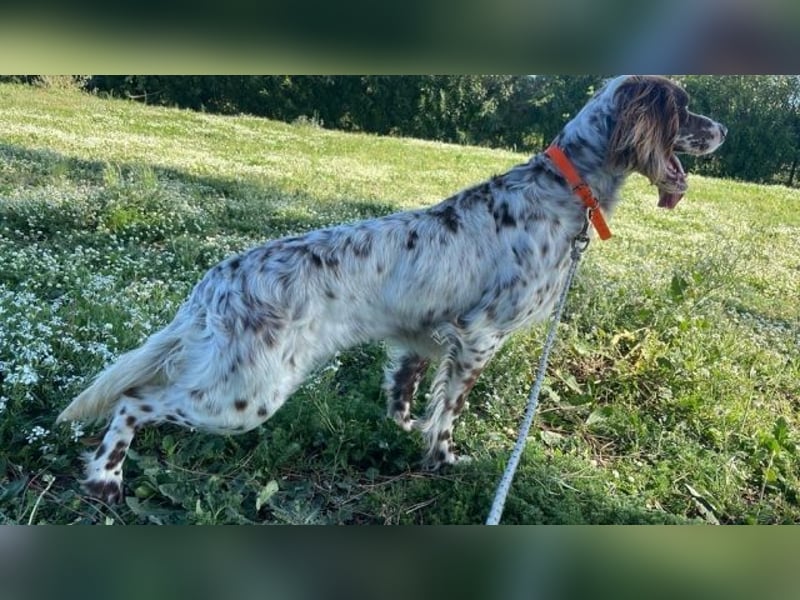 Belladonna - Setter-Schönheit mit ganz viel Herz