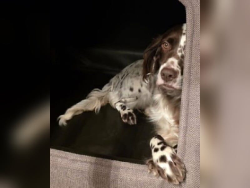 Belladonna - Italienische Prinzessin sucht ihr großes Glück