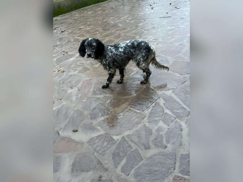 Viola - (Dringend Zuhause oder Pflegestelle gesucht) wo bleibt denn nun der Frühling?