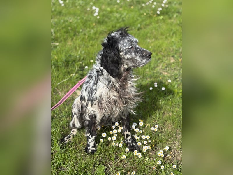 Elettra - Das Leuchten für immer