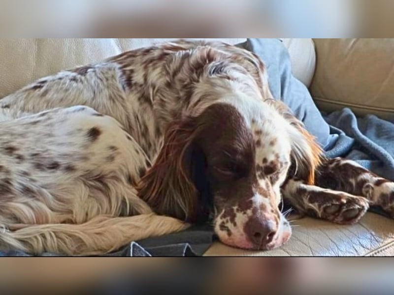 Belladonna - Italienische Prinzessin sucht ihr großes Glück