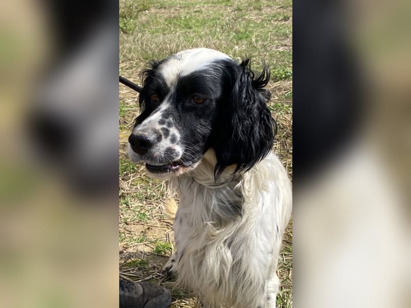 Fola - Hallo hübsche Setterina