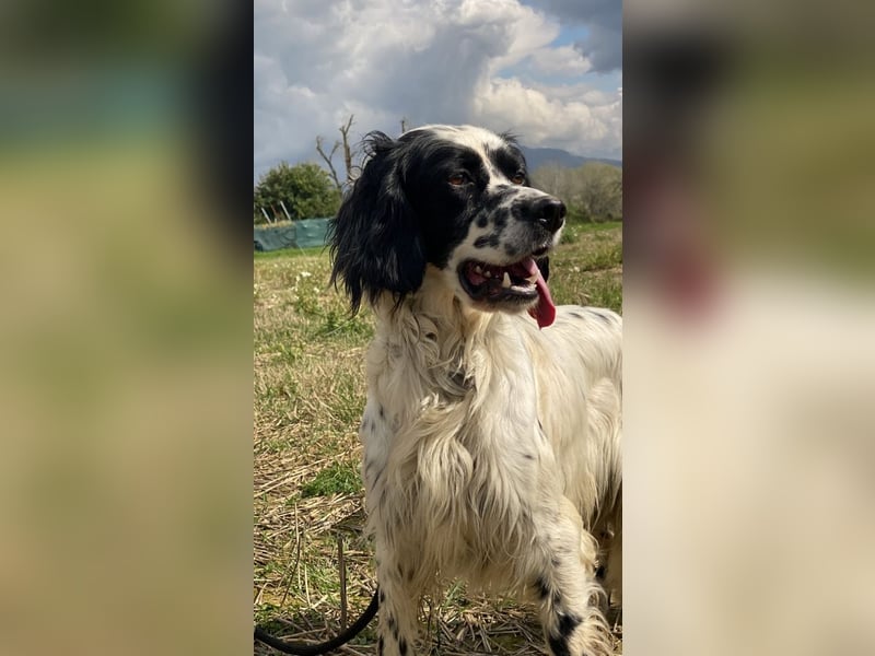 Fola - Hallo hübsche Setterina