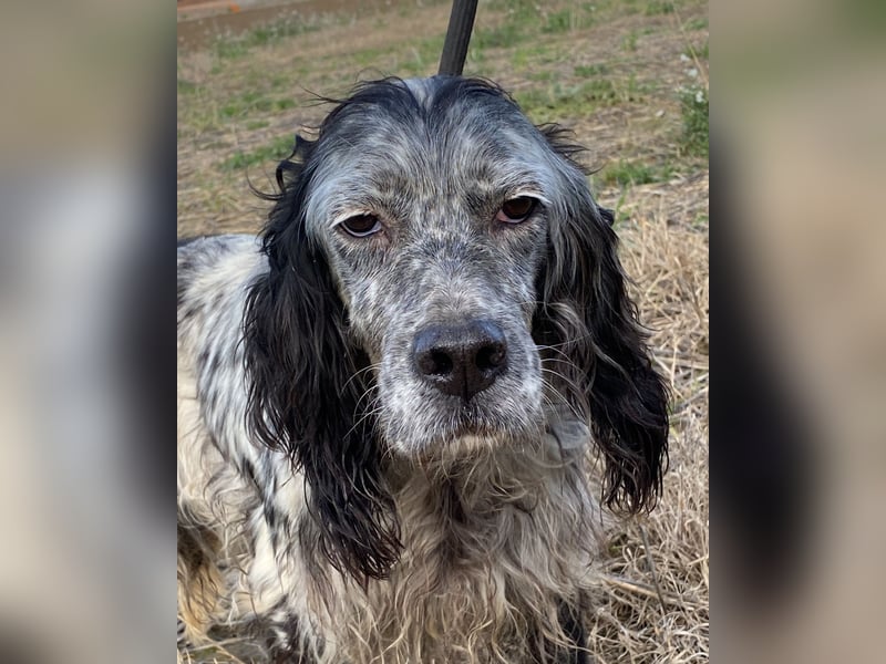 Elettra - Das Leuchten für immer