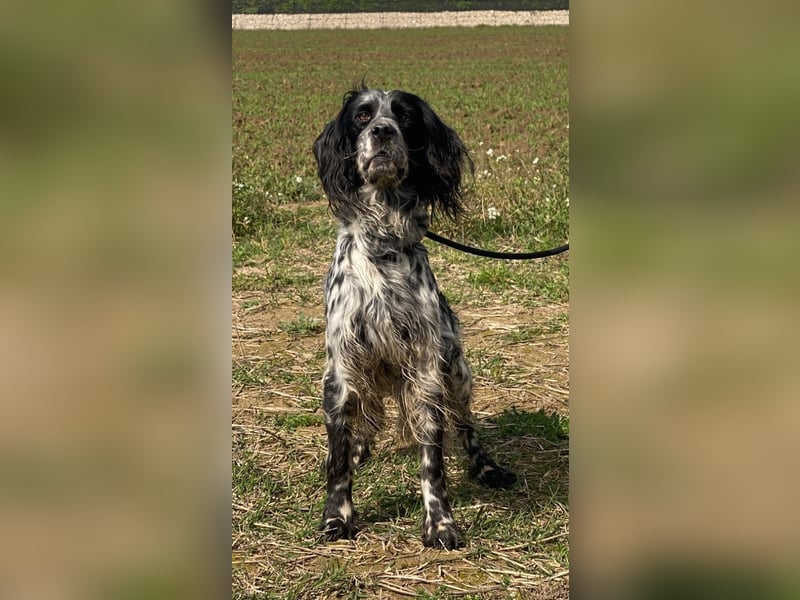 Kira - Darf ich jetzt einfach Hund sein?