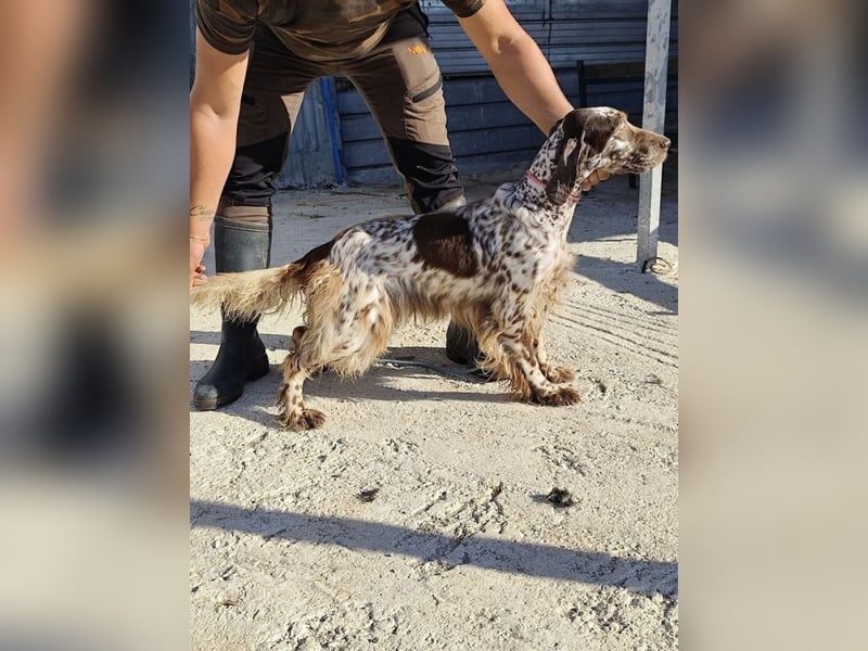 Rosy - Schönheit, die geblieben ist