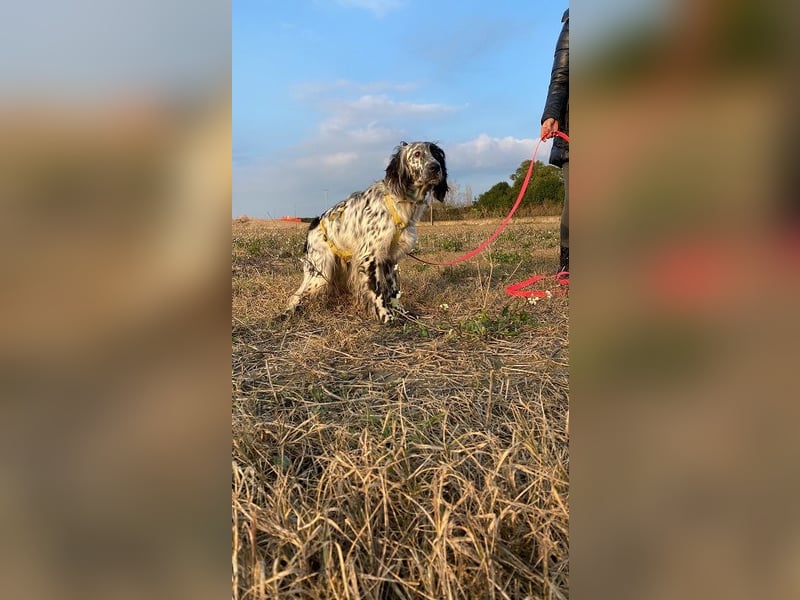 Boris -  zu schade zum Jagen
