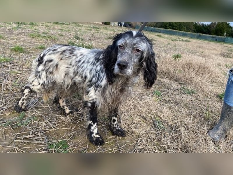 Elettra - Das Leuchten für immer