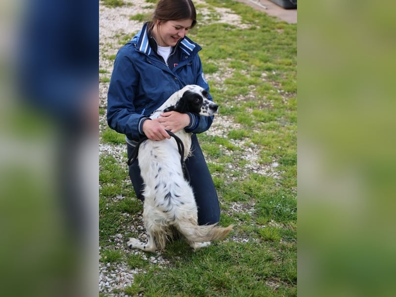 Fola - Hallo hübsche Setterina