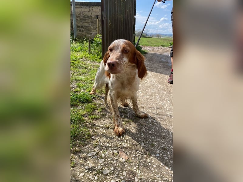 Fiamma - Eine kleine Seele auf großer Reise