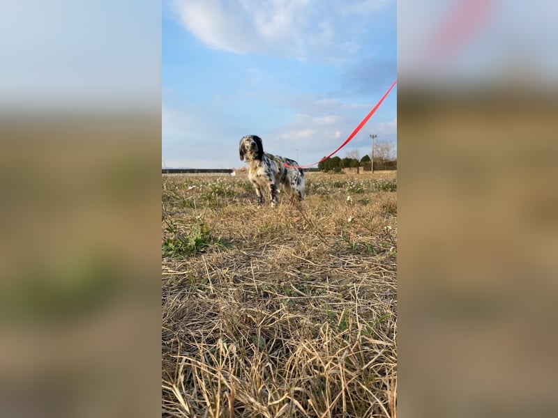 Boris - zu schade zum Jagen