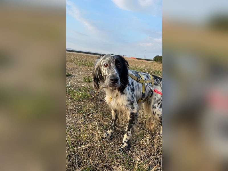 Boris -  zu schade zum Jagen