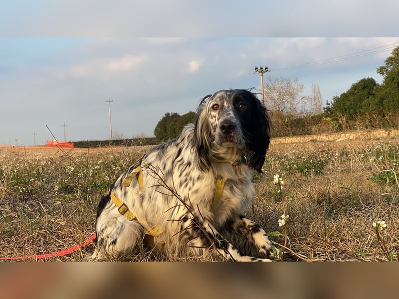 Boris -  zu schade zum Jagen