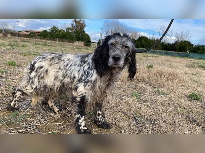 Elettra - Das Leuchten für immer