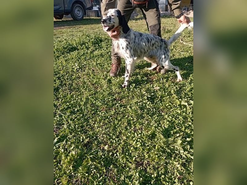 Flik - (Dringend Pflegestelle oder Zuhause gesucht) träumt von mehr!